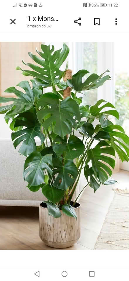 Photo of Fake. Plastic. Cheese Plant (MK14 Great Linford) #1