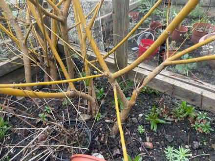 Photo of free Willow Tree Cuttings (Llandrindod LD1) #1