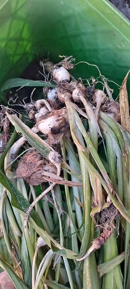 Photo of free Freesia seeds & bulbs (South Bay) #2