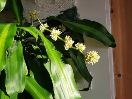 Photo of free Dracaena house plant (Stroud Merrywalks GL5) #2
