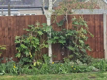 Photo of free Fatsia japonica (Rochford SS4) #1