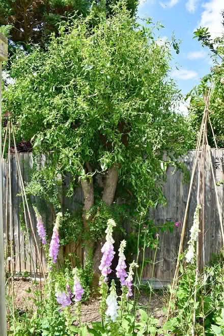 Photo of free Twisted willow (Hatfield AL10) #2