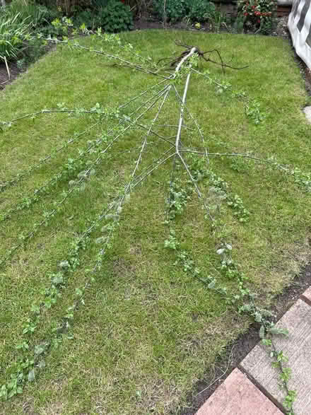Photo of free 2/3m Goat Willow tree (Linden GL1) #3