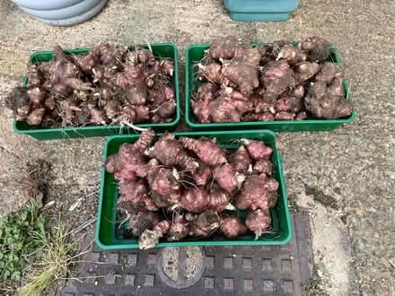 Photo of free Jerusalem Artichokes (Northway OX3) #1