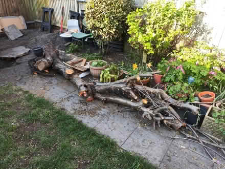 Photo of free plum tree for fire wood (Crystal Palace/Thornton Heath) #1