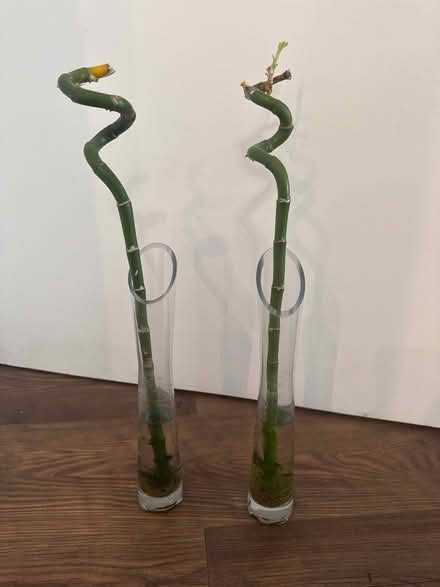 Photo of free 2 lucky bamboos + vases (Silvertown E16) #1