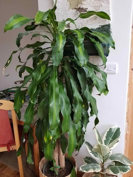 Photo of free Dracaena house plant (Stroud Merrywalks GL5) #1