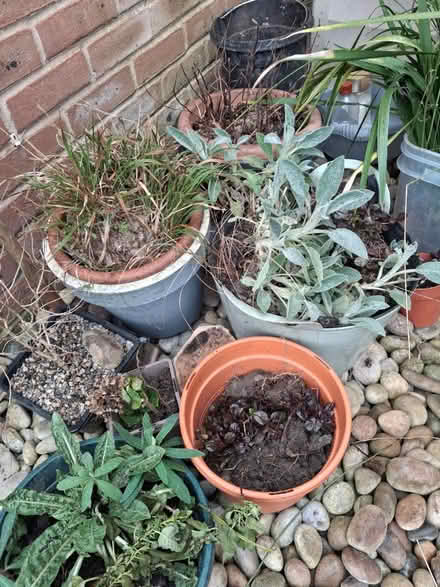 Photo of free Perennials (Roffey, Horsham) #2