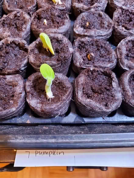 Photo of free Pie pumpkin seeds (Near Experimental Farm) #1