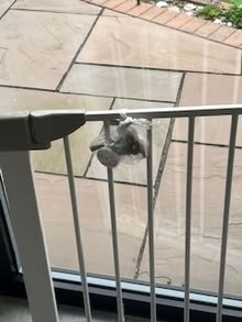 Photo of free stair gate (Bebington) #2