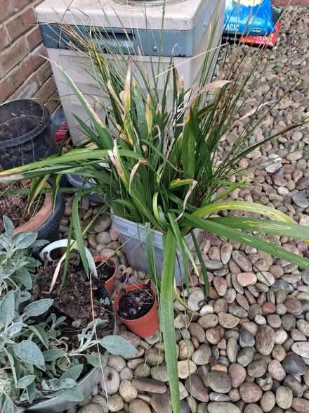 Photo of free Perennials (Roffey, Horsham) #1