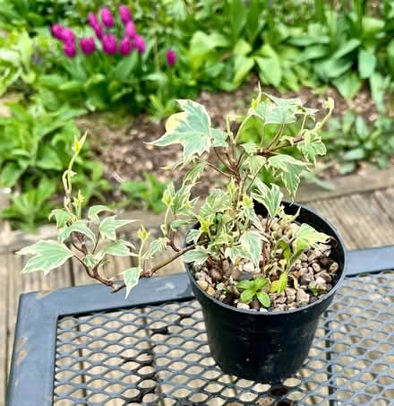 Photo of free Small variegated ivy (Hatfield AL10) #1
