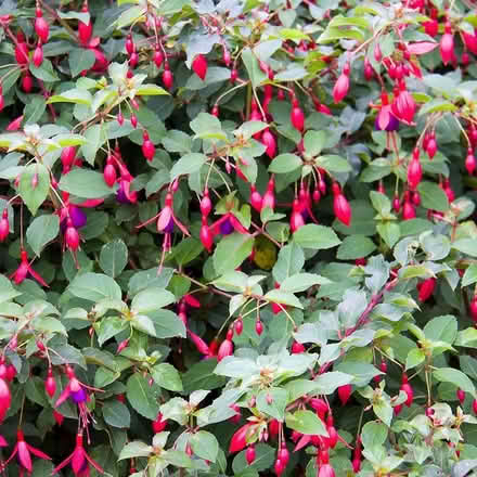 Photo of free Two Fuchsia Bushes (CT11) #1