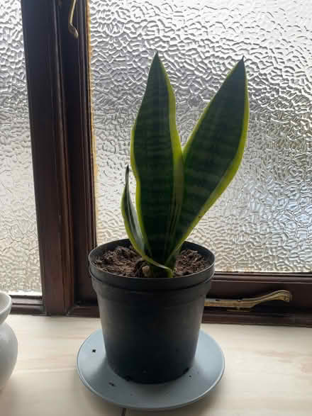 Photo of free Two of these plants (Buxton Central SK17) #1