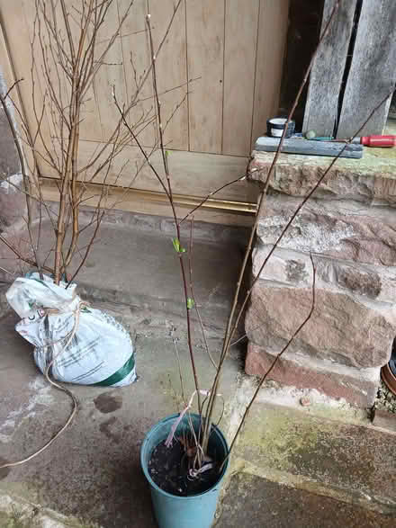 Photo of free Willow trees saplings (Blencarn CA10) #3