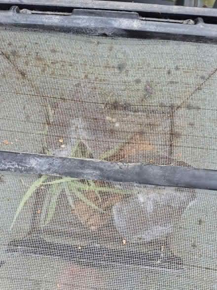 Photo of free Small gecko glass vivarium (Medway/kent) #2