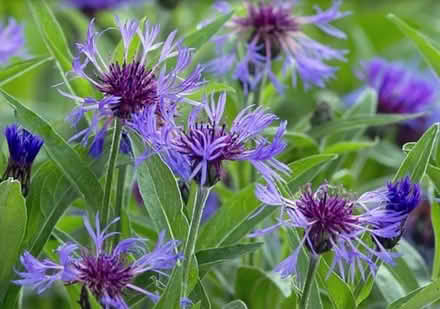 Photo of free Plants newly dug up (Otley LS21) #1