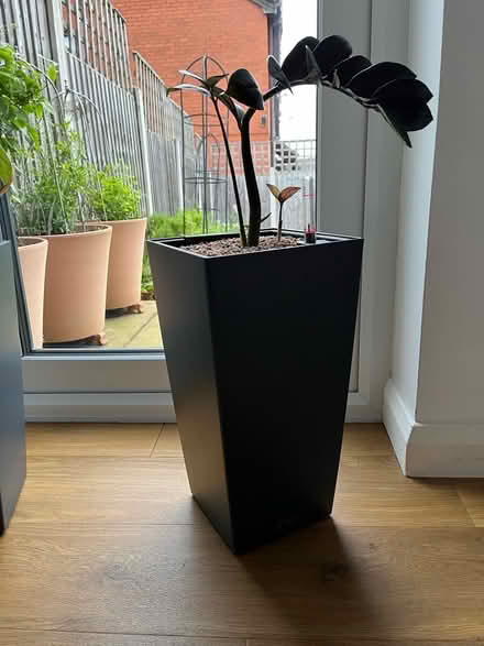 Photo of free Two self-watering plants (Malvern Link WR14) #2