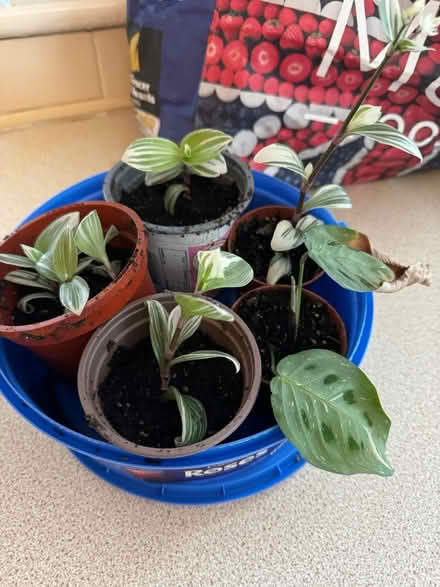 Photo of free Transcendentia plants plus another (Hale Village) #1