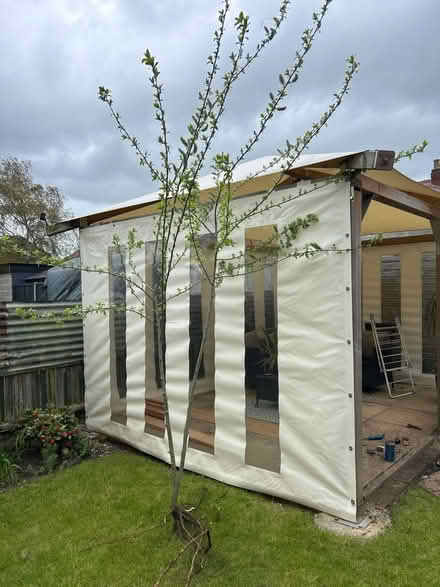 Photo of free 2/3m Goat Willow tree (Linden GL1) #1