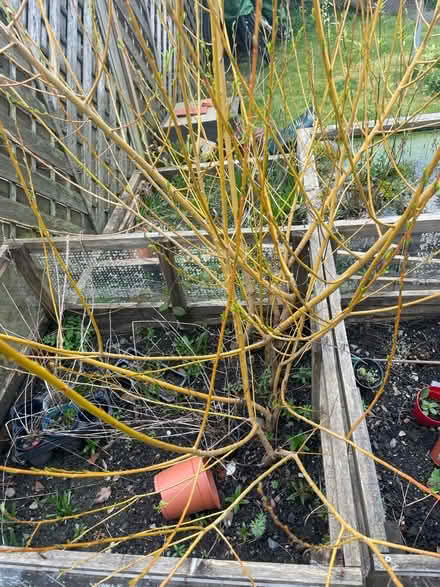 Photo of free Willow Tree Cuttings (Llandrindod LD1) #2