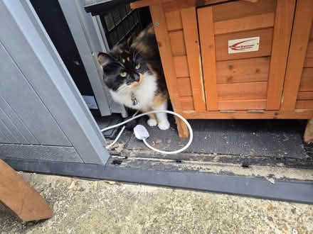 Photo of free Rabbit house (Medway/kent) #1