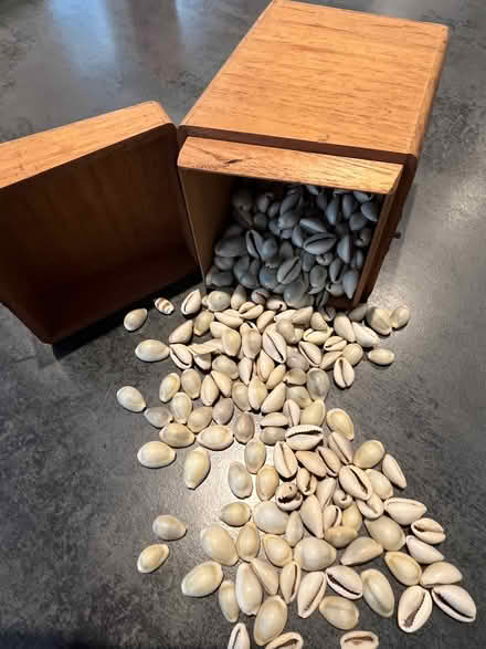 Photo of free Cowrie Shells (Horfield BS7) #1