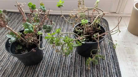 Photo of free Pair of house plants (RG24 Old Basing) #1