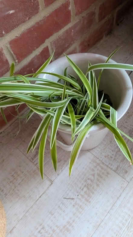Photo of free Healthy Spider Plants (RG24 Old Basing) #1