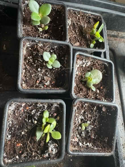Photo of free Baby Jade plants (Grafton, Shrewsbury) #1