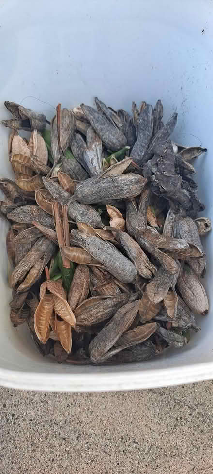 Photo of free Freesia seeds & bulbs (South Bay) #1