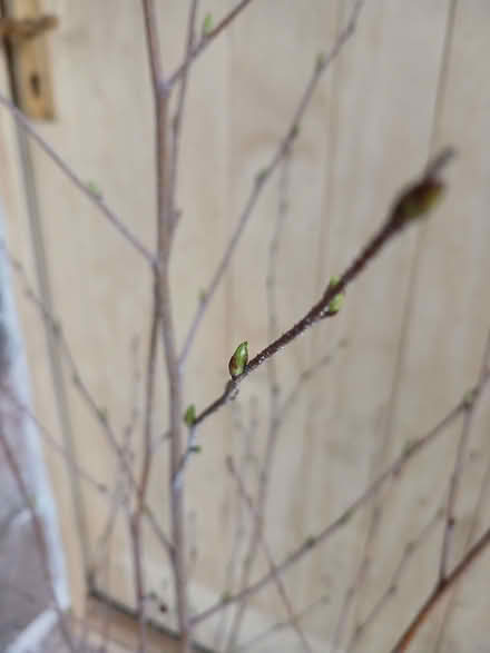 Photo of free Willow trees saplings (Blencarn CA10) #4