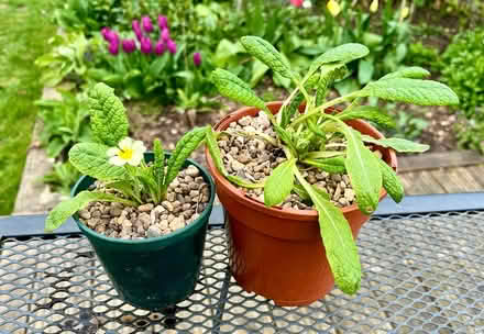 Photo of free Primulae (Hatfield AL10) #3