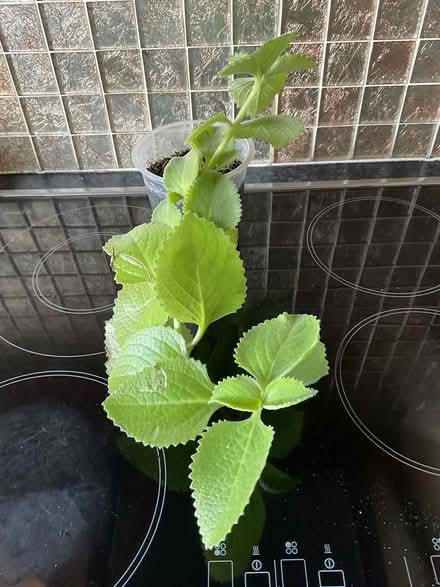 Photo of free Two Cucumber seedlings (Morden SM4) #1