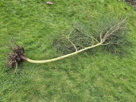 Photo of free Shrub just dug out (Tytherington SK10) #1