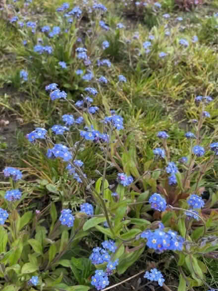 Photo of free Plants newly dug up (Otley LS21) #4