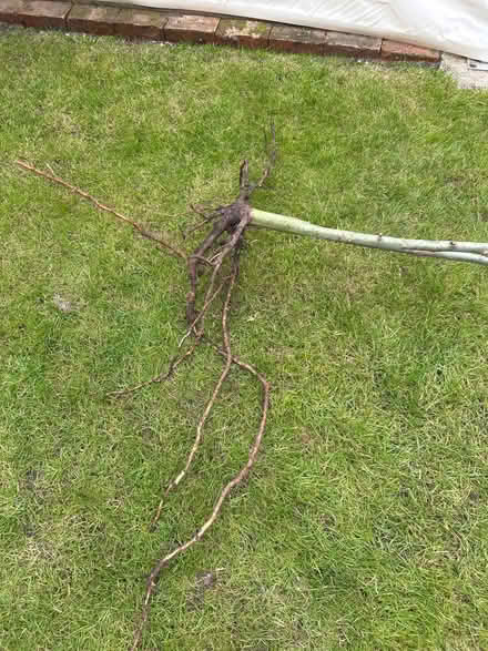 Photo of free 2/3m Goat Willow tree (Linden GL1) #4