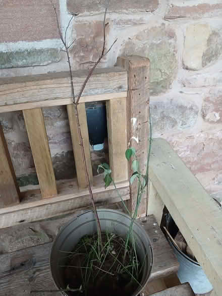 Photo of free Willow trees saplings (Blencarn CA10) #2