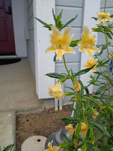 Photo of free Yellow Monkey Flower Clipping (Vacaville) #3
