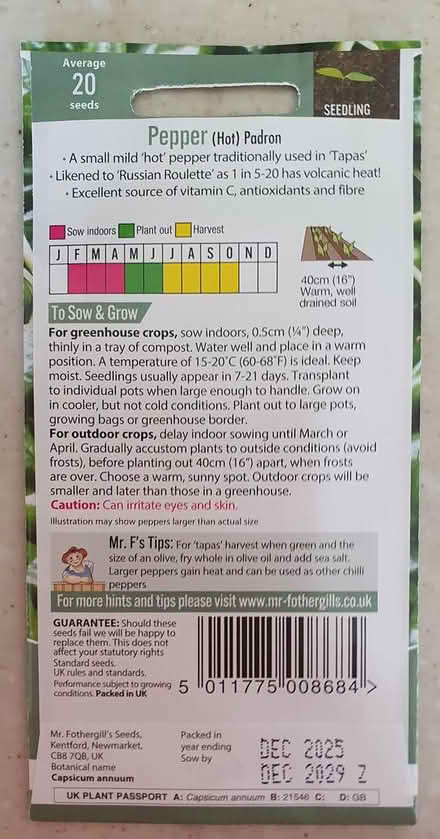 Photo of free Padron Pepper Seeds (Ashtead) #2