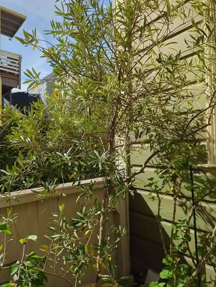 Photo of free Ornamental Olive Tree (Mission) #1