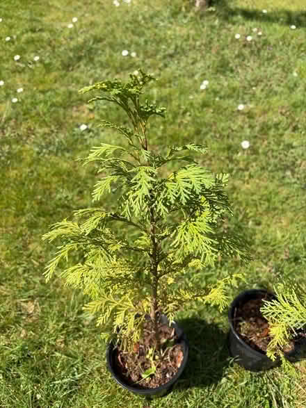 Photo of free Fir trees in pots (Round Spinney) #2