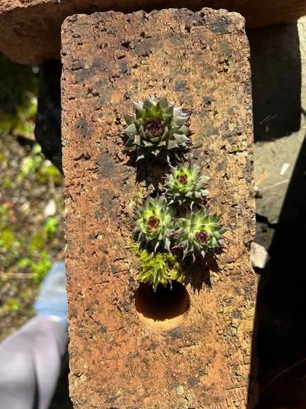 Photo of Old bricks with holes (Presteigne LD8) #1