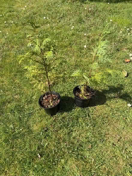 Photo of free Fir trees in pots (Round Spinney) #1