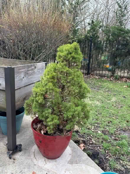 Photo of free 2 dwarf Alberta spruce (Edgebrook) #2