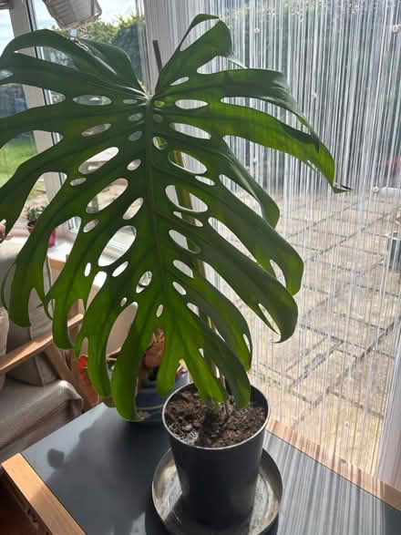 Photo of free Cheese plant cutting (Faringdon SN7) #1