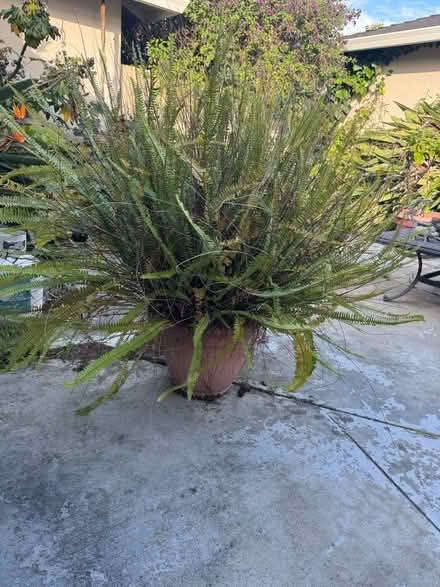 Photo of free Fern (San Jose California) #1