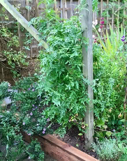 Photo of free Jasmine plant (Hatfield AL10) #2