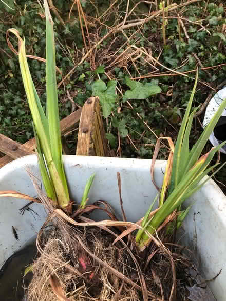 Photo of free Yellow flag iris plants (Natland LA9) #1