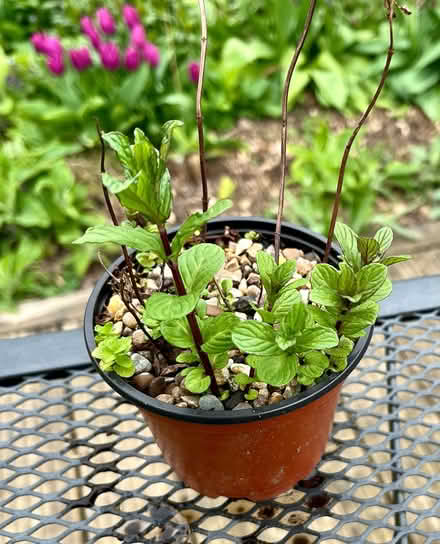 Photo of free Mint plant (Hatfield AL10) #1